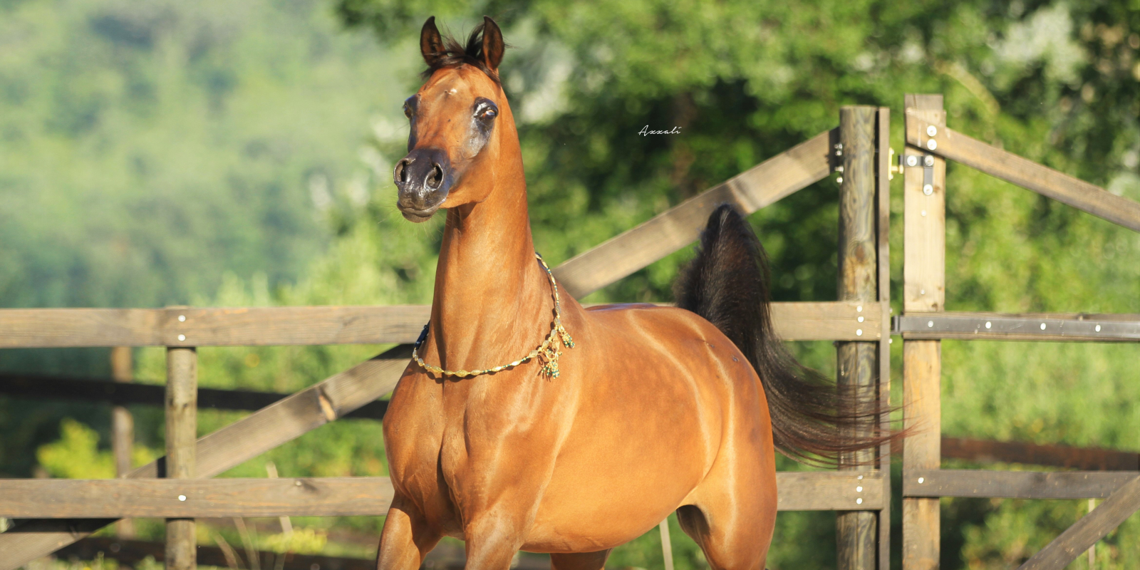 BE Phoebe Di Aprile foto 1_1600x800
